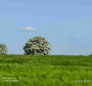 Dans la campagne de l'Artois - Marœuil - 3