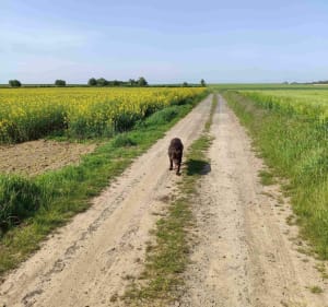 Dans la campagne de l'Artois - Marœuil - 5