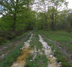 Petite balade en forêt de Sénart - Montgeron - 3