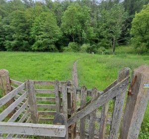 Au fil de l'eau de la rivière Beuvron à Saint-James - Saint-James - 3