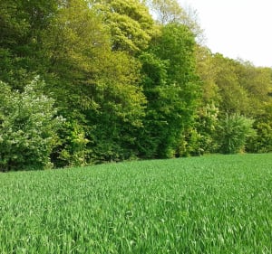 Le bois des deux villages par Fond Bruchet - Fressin - 3