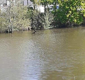 Rennes sud : étang, jardins, chemin de halage, bois, champs - Rennes - 4