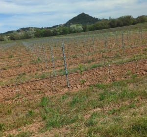Balade familiale dans le vignoble de Vidauban - Vidauban - 3