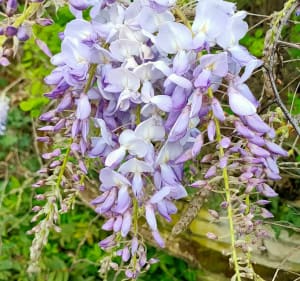 Randonnée à Pringy - Pringy - 5