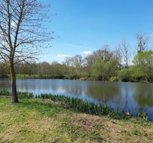 Au fil du Thouet depuis Sainte-Verge - Sainte-Verge - 4