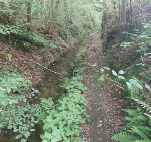 Dans les campagnes entre Pace et la Chapelle des fougeretz - Pacé - 4