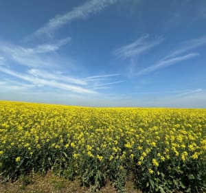 Randonnée de 15 km autour de la rivière le Cailly - Cailly - 4