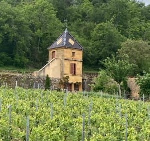 Circuit entre vignes et pierres dorées par Jarnioux - Villefranche-sur-Saône - 3