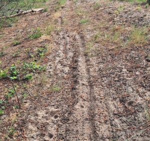 Balade en forêt sur chemin de sable par Lizan - Sébastien - 2