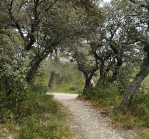 Dans la garrigue, De Fontvieille aux Baux de Provence - Fontvieille - 4