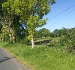 Chemin de halage entre les bac de Sahurs et Val de la Haye - Sahurs - 3