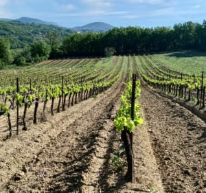 Balade vers Sainte-Tulle et Pierrevert - Manosque - 3