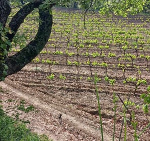 Balade vers Sainte-Tulle et Pierrevert - Manosque - 5