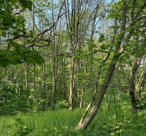 Forêt d’Ecault - Saint-Étienne-au-Mont - 3