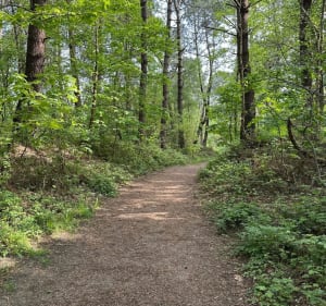 Forêt d’Ecault - Saint-Étienne-au-Mont - 5