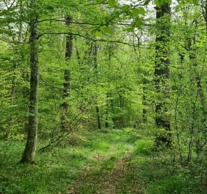 Randonnée pedestre d'Einville-au-Jard - Yveline - 4