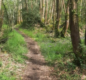 De la forêt en passant dans La Gaudinière - Vigneux-de-Bretagne - 3