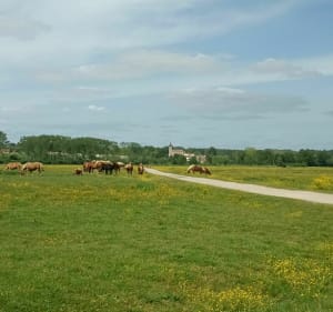 Boucle de St-Geours par Saubusse - Saint-Geours-de-Maremne - 3