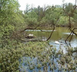 Balade au Parc du Pâtis entre Marne et Canal de l'Ourcq à VTT - Meaux - 3
