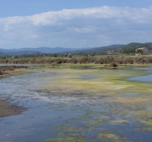 Visite des Salins d'Hyères - Hyères - 3