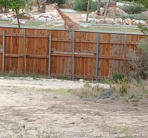 Les girafes par l'étangs de Bages - Peyriac-de-Mer - 4