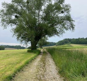 Autour de la Combe de Sillingy par Arzy - Sillingy - 3
