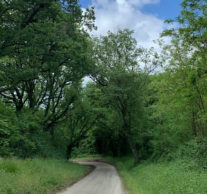 Balade entre route et sous bois à Assieu - Assieu - 4