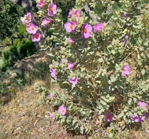 Hyères : Les Deuxième Borrels - Hyères - 3