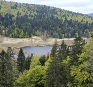 Tourbière de Machais aux environs de La Bresse. - La Bresse - 3