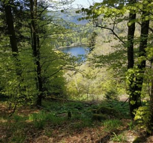 Autour des deux Lacs. Blanchemer & la Lande - La Bresse - 3