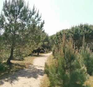 Sentier du Pey de la Blet - La Barre-de-Monts - 4