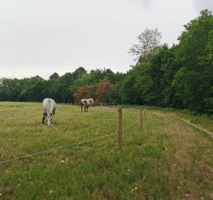 Circuit entre forêt et vignes, au sud de Léognan à VTT - Léognan - 3