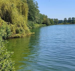 Balade autour du lac de Cappelle-la-Grande - Cappelle-la-Grande - 3