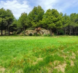 Entre vignes et pinèdes au départ de Gruissan - Gruissan - 5