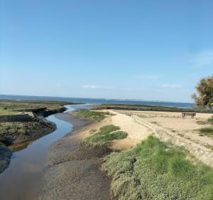 Balade matinale de Lanton à Taussat par le littoral - Lanton - 4