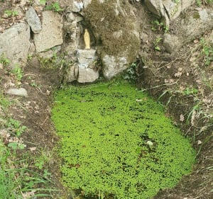 Sur les hauteurs de Sarras par Bruas et Marliet - Sarras - 5