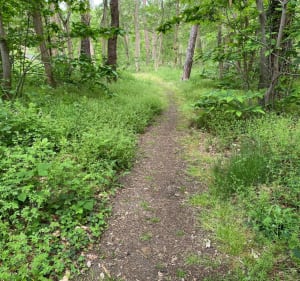 Parcours dans le bois de Verneuil - Les Mureaux - 3