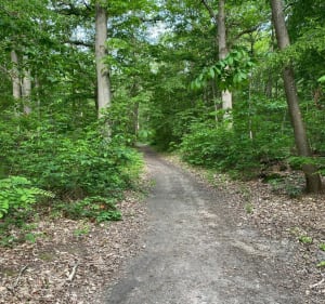 Parcours dans le bois de Verneuil - Les Mureaux - 4