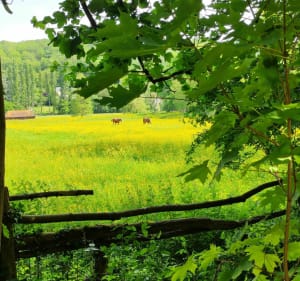 Vers les étangs et en suivant la Bièvre depuis Montreuil - Versailles - 3