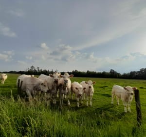 A travers les chemins autour d' Auxonne - Labergement-lès-Auxonne - 4