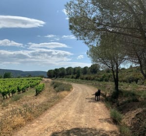 Balade tranquille dans la forêt d’eucalyptus à Cessenon-sur-Orb - Cessenon-sur-Orb - 3