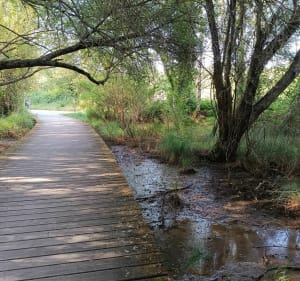 Boucle des prés salés de la Teste aux plages d'Arcachon - La Teste-de-Buch - 3