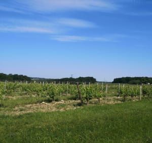 A vélo autour de Salleboeuf - Sallebœuf - 3