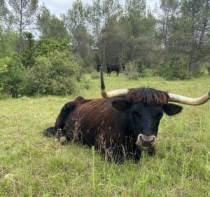 La nature de Prades-le-Lez et Saint-Vincent-de-Barbeyrargues - Gwendoline - 5