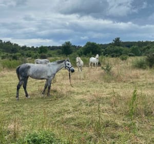 La nature de Prades-le-Lez et Saint-Vincent-de-Barbeyrargues - Gwendoline - 4