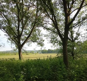 Chantilly - Apremont - Chantilly en passant par le golf - Vineuil-Saint-Firmin - 4