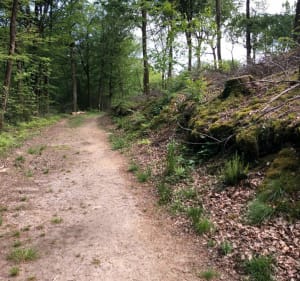 Circuit de l’étang de la forêt à Brandivy - Brandivy - 3