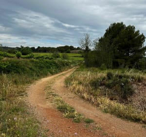 Dans les vignobles de Maraussan à Cazouls - Maraussan - 4