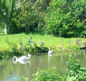 Belle promenade de Wolfisheim à Strasbourg - Wolfisheim - 4