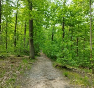Escapade VTT sportive dans les bois de Clamart et de Meudon - Clamart - 5